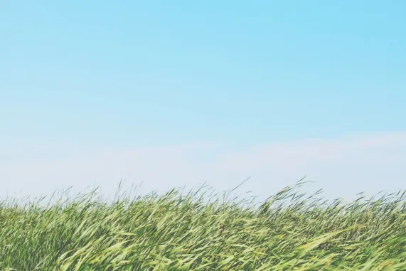 Kasino Ted Bingo Sokongan